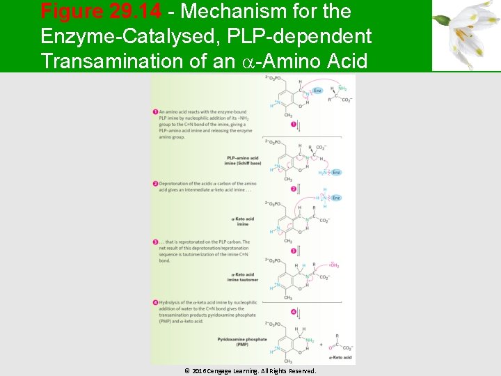 Figure 29. 14 - Mechanism for the Enzyme-Catalysed, PLP-dependent Transamination of an -Amino Acid