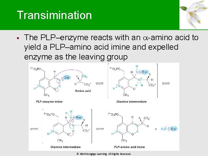 Transimination § The PLP–enzyme reacts with an -amino acid to yield a PLP–amino acid