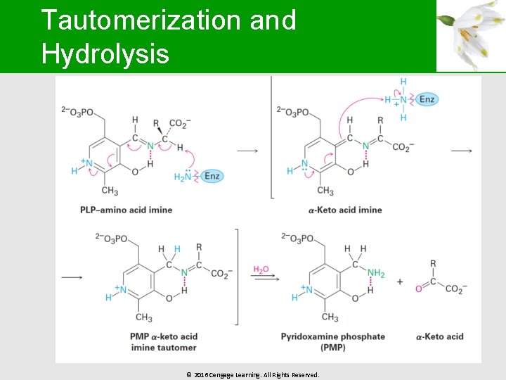 Tautomerization and Hydrolysis © 2016 Cengage Learning. All Rights Reserved. 