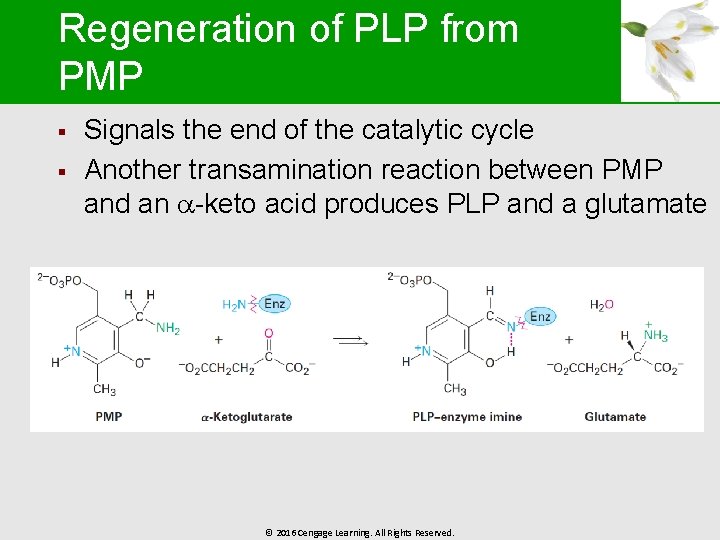 Regeneration of PLP from PMP § § Signals the end of the catalytic cycle