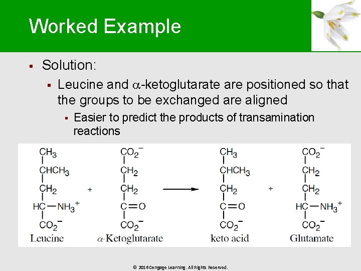 Worked Example § Solution: § Leucine and -ketoglutarate are positioned so that the groups