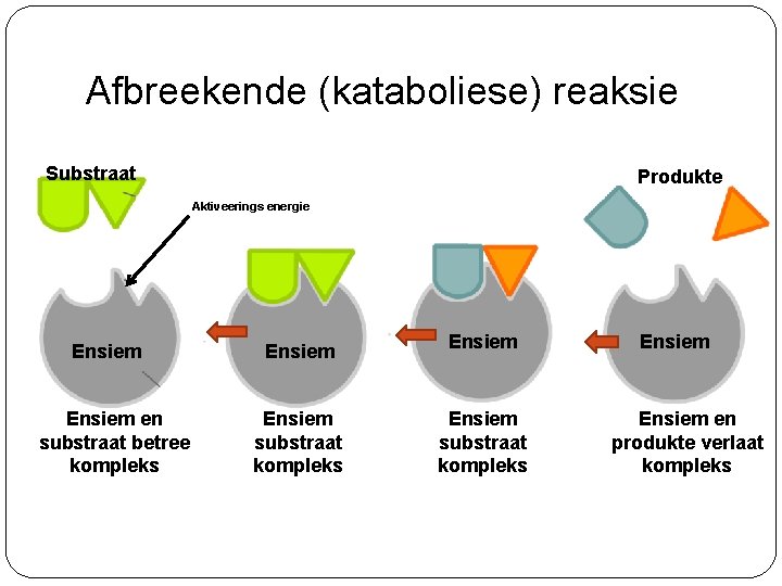 Afbreekende (kataboliese) reaksie Substraat Produkte Aktiveerings energie Ensiem en substraat betree kompleks Ensiem substraat