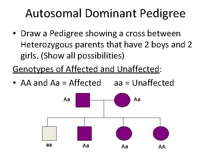 Autosomal Dominant Pedigree • Draw a Pedigree showing a cross between Heterozygous parents that