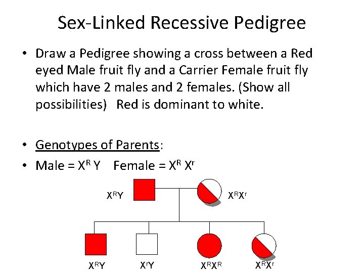 Sex-Linked Recessive Pedigree • Draw a Pedigree showing a cross between a Red eyed