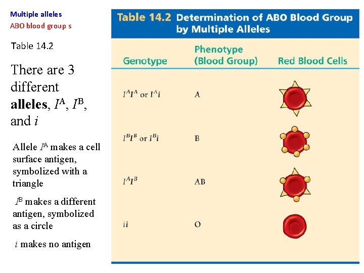 Multiple alleles ABO blood group s Table 14. 2 There are 3 different alleles,
