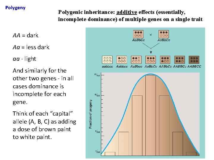 Polygeny Polygenic inheritance: additive effects (essentially, incomplete dominance) of multiple genes on a single