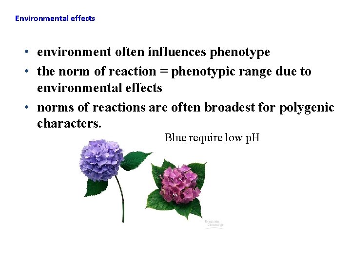 Environmental effects • environment often influences phenotype • the norm of reaction = phenotypic