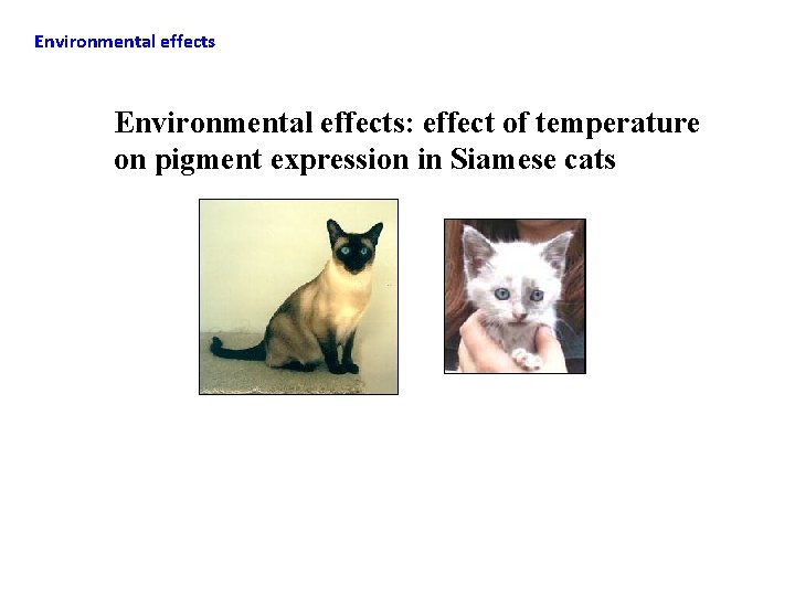 Environmental effects: effect of temperature on pigment expression in Siamese cats 