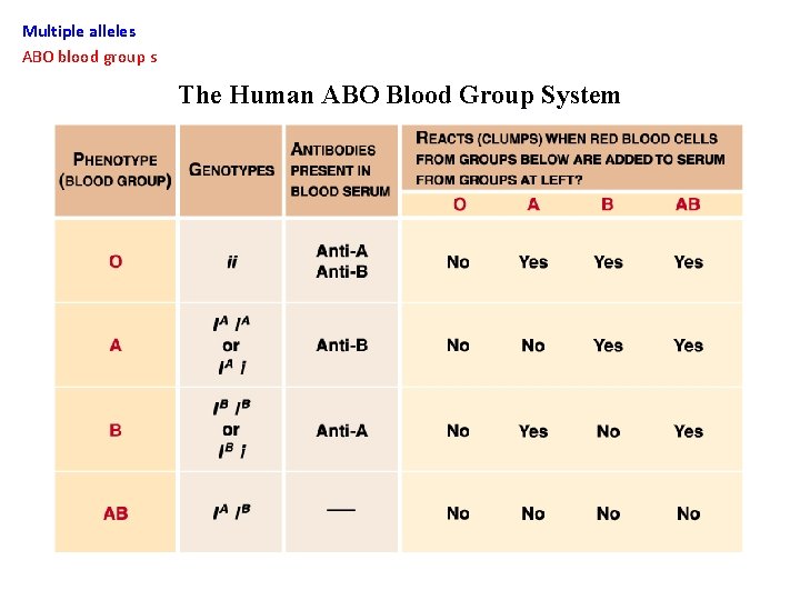 Multiple alleles ABO blood group s The Human ABO Blood Group System 