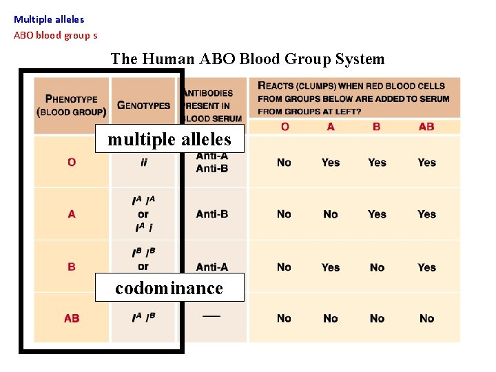 Multiple alleles ABO blood group s The Human ABO Blood Group System multiple alleles