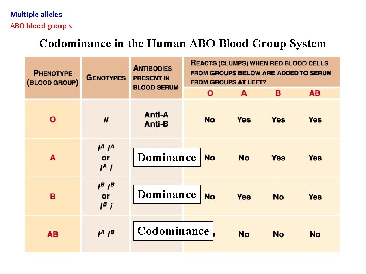 Multiple alleles ABO blood group s Codominance in the Human ABO Blood Group System