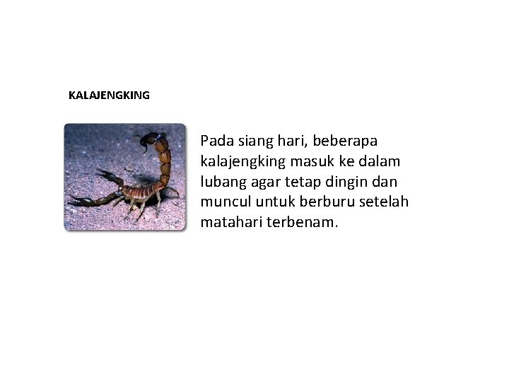 KALAJENGKING Pada siang hari, beberapa kalajengking masuk ke dalam lubang agar tetap dingin dan