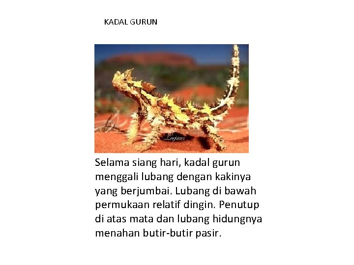 KADAL GURUN Selama siang hari, kadal gurun menggali lubang dengan kakinya yang berjumbai. Lubang