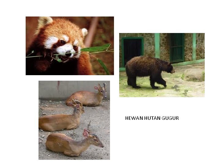 HEWAN HUTAN GUGUR 