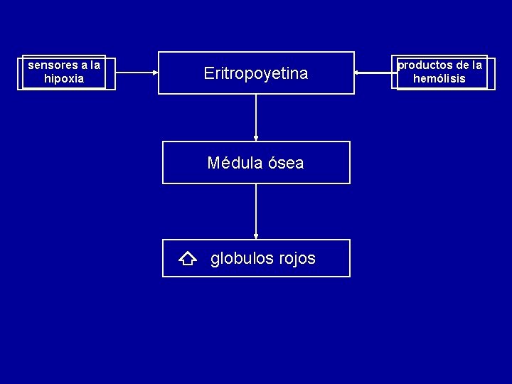 sensores a la hipoxia Eritropoyetina Médula ósea globulos rojos productos de la hemólisis 
