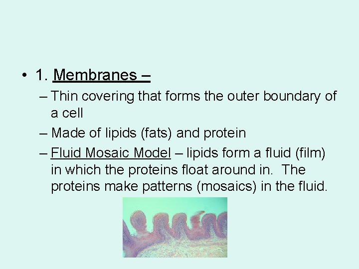  • 1. Membranes – – Thin covering that forms the outer boundary of