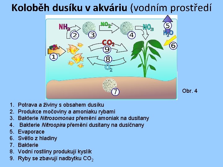 Koloběh dusíku v akváriu (vodním prostředí Obr. 4 1. 2. 3. 4. 5. 6.