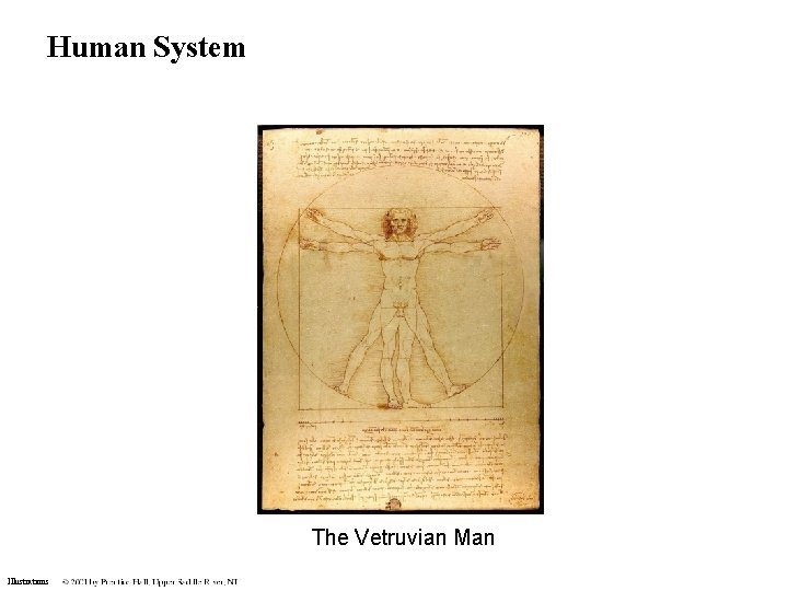 Human System The Vetruvian Man Illustrations Human System The Vetruvian Man Illustrations