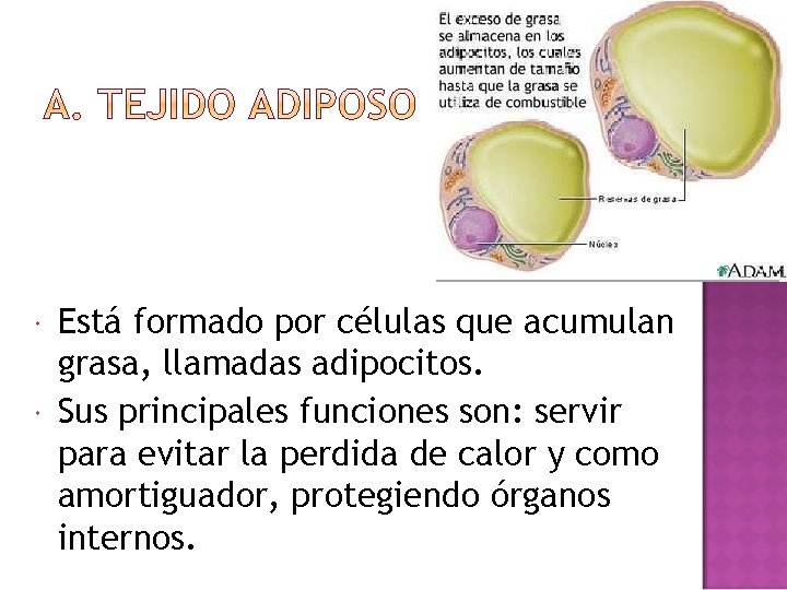  Está formado por células que acumulan grasa, llamadas adipocitos. Sus principales funciones son: