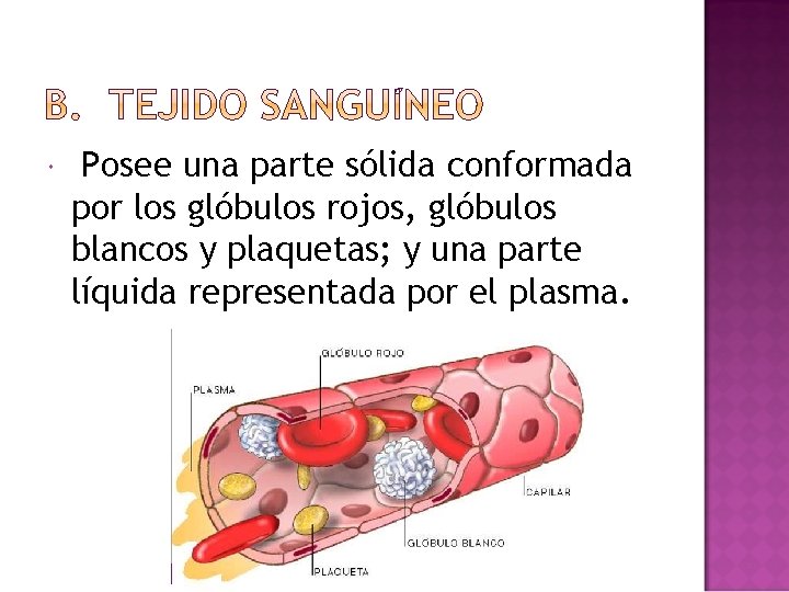  Posee una parte sólida conformada por los glóbulos rojos, glóbulos blancos y plaquetas;