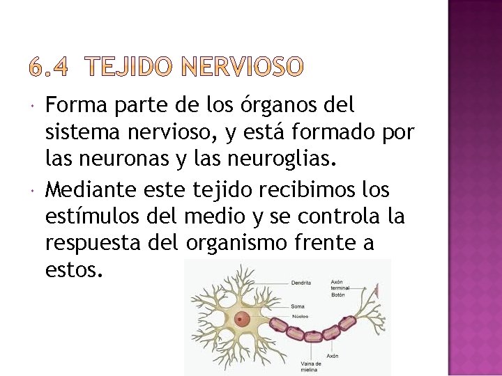  Forma parte de los órganos del sistema nervioso, y está formado por las