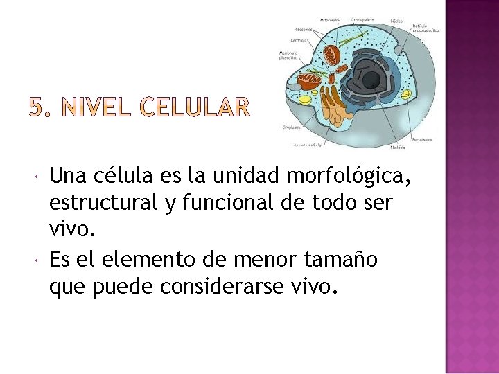  Una célula es la unidad morfológica, estructural y funcional de todo ser vivo.