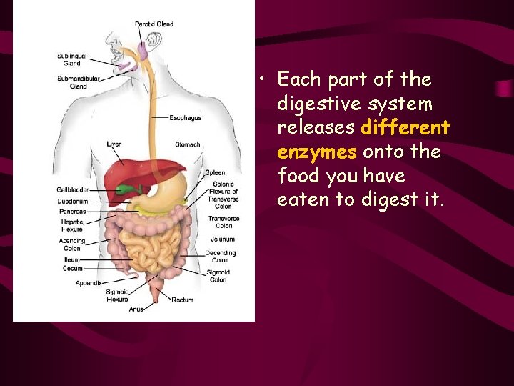  • Each part of the digestive system releases different enzymes onto the food