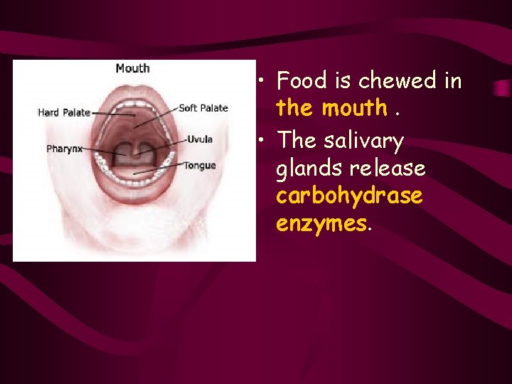  • Food is chewed in the mouth. • The salivary glands release carbohydrase