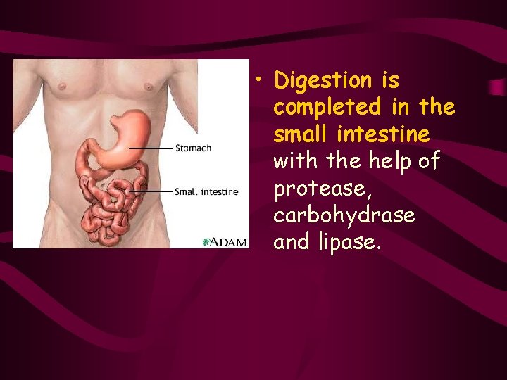  • Digestion is completed in the small intestine with the help of protease,