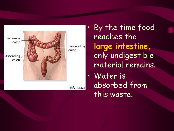  • By the time food reaches the large intestine, only undigestible material remains.