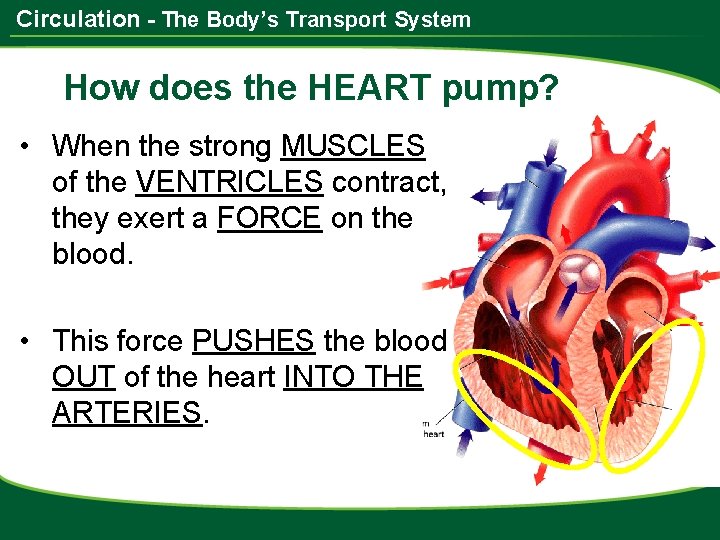 Circulation - The Body’s Transport System How does the HEART pump? • When the