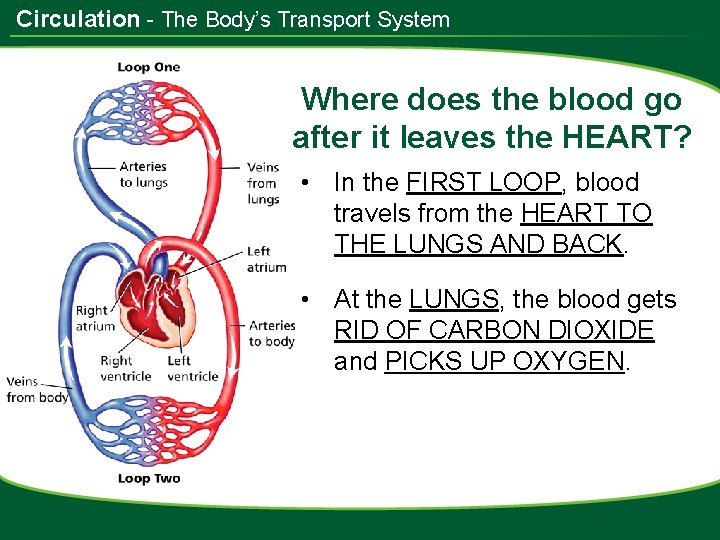 Circulation - The Body’s Transport System Where does the blood go after it leaves