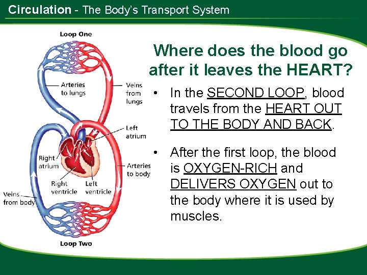 Circulation - The Body’s Transport System Where does the blood go after it leaves