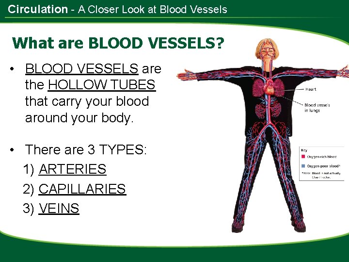 Circulation - A Closer Look at Blood Vessels What are BLOOD VESSELS? • BLOOD