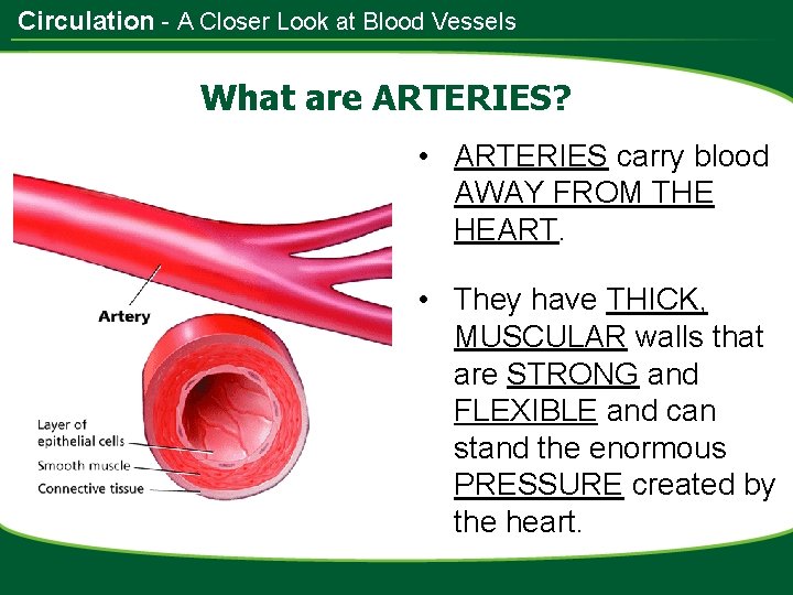 Circulation - A Closer Look at Blood Vessels What are ARTERIES? • ARTERIES carry