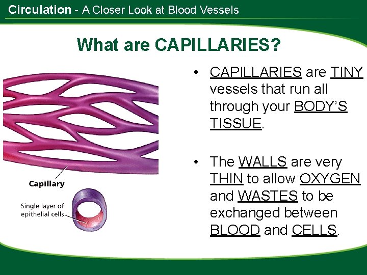 Circulation - A Closer Look at Blood Vessels What are CAPILLARIES? • CAPILLARIES are
