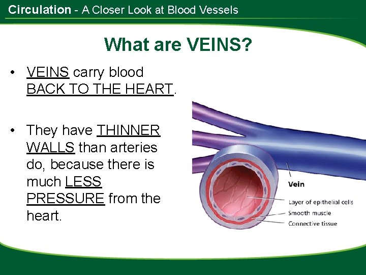 Circulation - A Closer Look at Blood Vessels What are VEINS? • VEINS carry