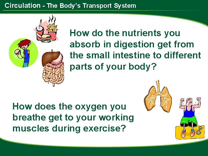 Circulation - The Body’s Transport System How do the nutrients you absorb in digestion