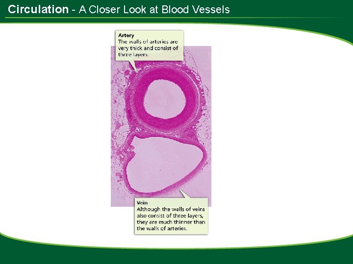 Circulation - A Closer Look at Blood Vessels 