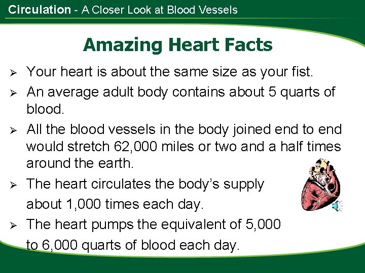 Circulation - A Closer Look at Blood Vessels Amazing Heart Facts Ø Ø Ø