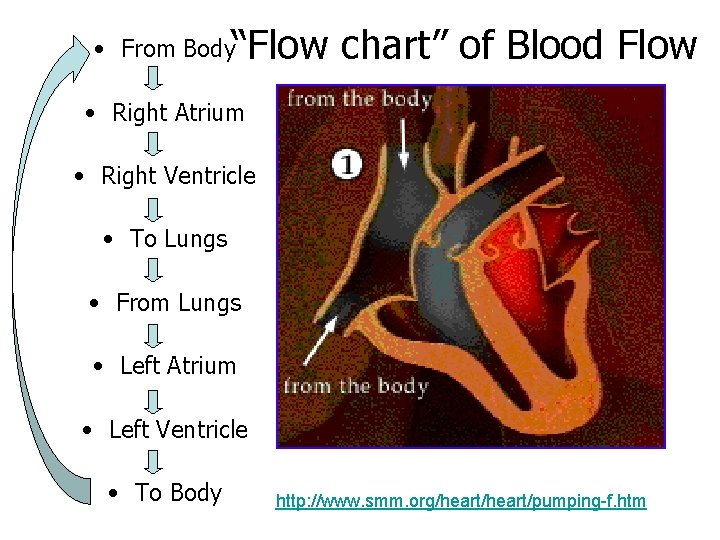 “Flow chart” of Blood Flow • From Body • Right Atrium • Right Ventricle