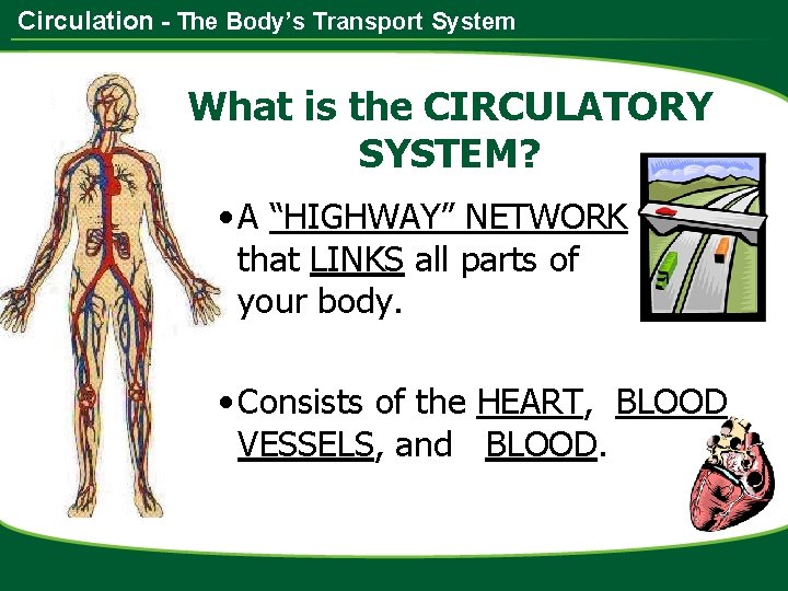 Circulation - The Body’s Transport System What is the CIRCULATORY SYSTEM? • A “HIGHWAY”