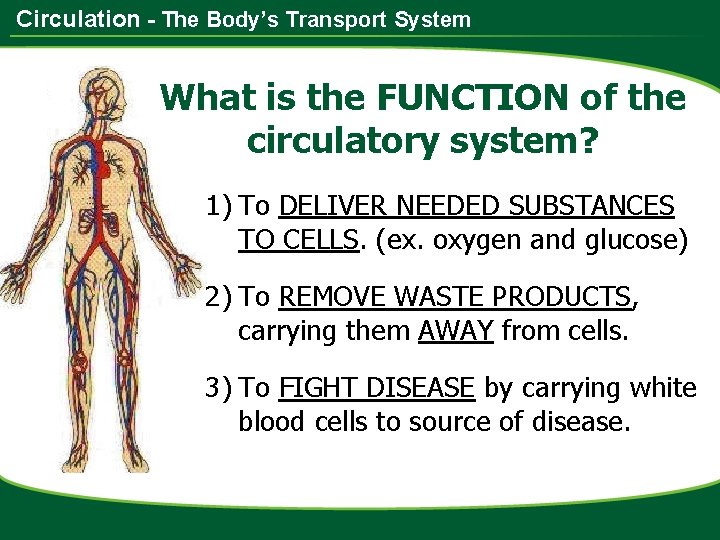Circulation - The Body’s Transport System What is the FUNCTION of the circulatory system?