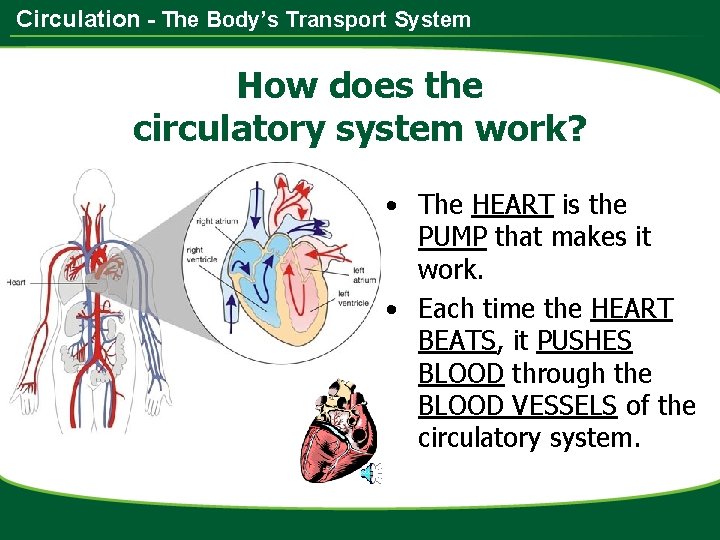 Circulation - The Body’s Transport System How does the circulatory system work? • The