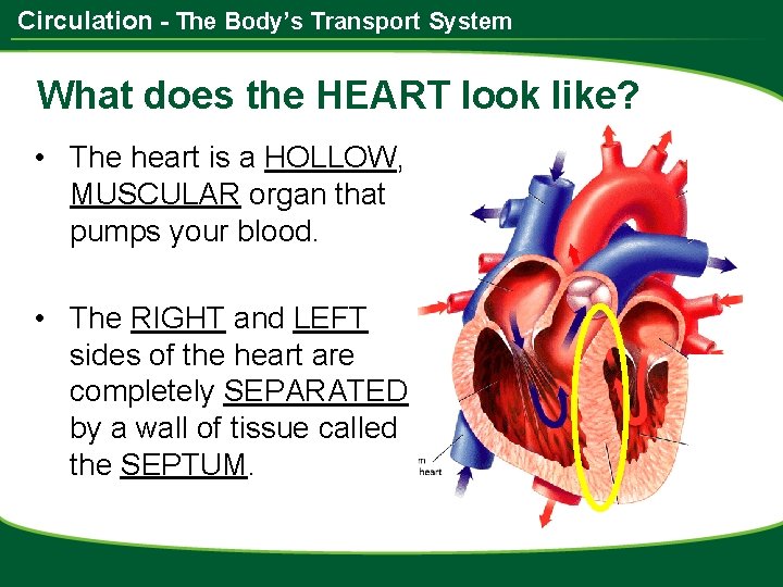 Circulation - The Body’s Transport System What does the HEART look like? • The