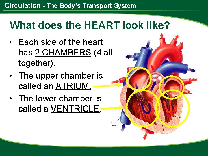 Circulation - The Body’s Transport System What does the HEART look like? • Each