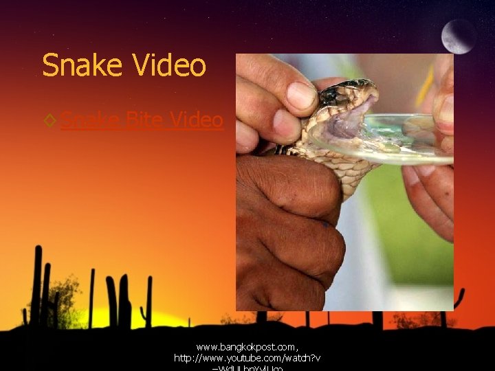 Snake Video ◊ Snake Bite Video www. bangkokpost. com, http: //www. youtube. com/watch? v