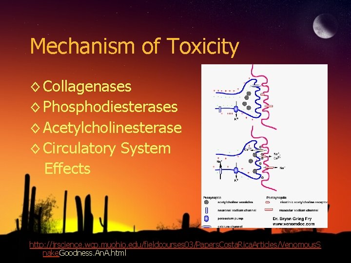 Mechanism of Toxicity ◊ Collagenases ◊ Phosphodiesterases ◊ Acetylcholinesterase ◊ Circulatory System Effects http: