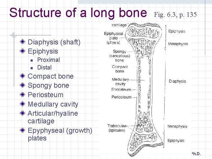 Structure of a long bone Fig. 6. 3, p. 135 Diaphysis (shaft) Epiphysis n