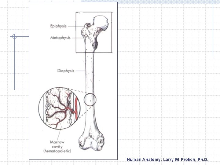 Human Anatomy, Larry M. Frolich, Ph. D. 